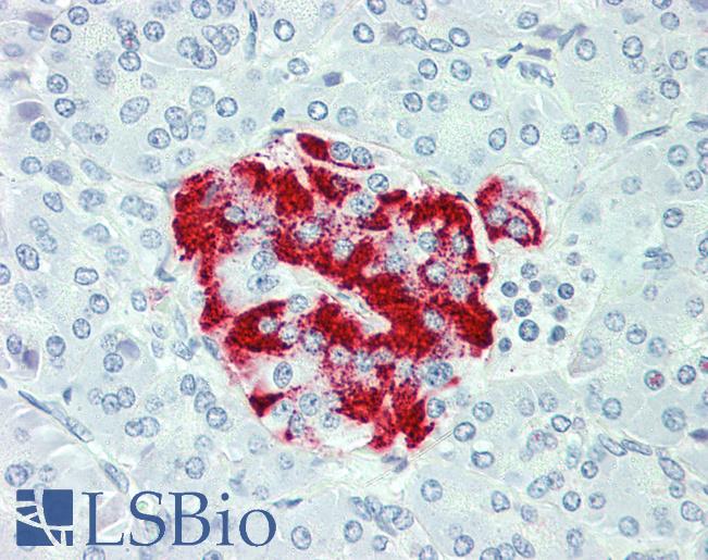 Anti-SLC7A2 antibody LS-A9309 IHC of human pancreas. Immunohistochemistry of formalin-fixed, paraffin-embedded tissue after heat-induced antigen retrieval.