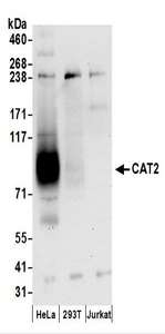 Detection of Human CAT2 by Western Blot. Samples: Whole cell lysate (50 ug) prepared using NETN buffer from HeLa, 293T, and Jurkat cells. Antibodies: Affinity purified rabbit anti-CAT2 antibody used for WB at 1 ug/ml. Detection: Chemiluminescence with an exposure time of 30 seconds.