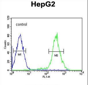 YLAT2 Antibody flow cytometry of HepG2 cells (right histogram) compared to a negative control cell (left histogram). FITC-conjugated goat-anti-rabbit secondary antibodies were used for the analysis.