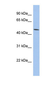 PTGER3 / EP3 antibody LS-C109860 Western blot of HT1080 cell lysate.