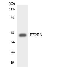 Western blot of the lysates from Jurkat cells using PE2R3 antibody.