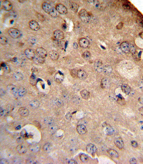 SLC8A1 Antibody IHC of formalin-fixed and paraffin-embedded mouse brain followed by peroxidase-conjugated secondary antibody and DAB staining.