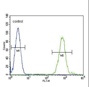 SLC8A1 Antibody flow cytometry of HL-60 cells (right histogram) compared to a negative control cell (left histogram). FITC-conjugated goat-anti-rabbit secondary antibodies were used for the analysis.