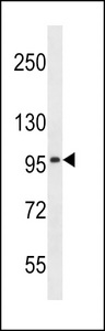 SLC8A3 Antibody western blot of NCI-H460 cell line lysates (35 ug/lane). The SLC8A3 antibody detected the SLC8A3 protein (arrow).