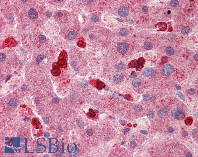 Anti-SLC8A3 antibody IHC of human liver. Immunohistochemistry of formalin-fixed, paraffin-embedded tissue after heat-induced antigen retrieval. Antibody LS-B5775 concentration 5 ug/ml.