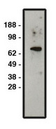 Western blot of NHE1 antibody (LS-C140588) on HT-29 cell lysate. Lysate used at 30 ug/ml. Antibody used at 1:400 dilution. Secondary antibody, mouse anti-rabbit HRP, used at 1:50k dilution.