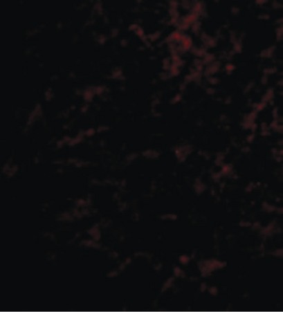 Immunofluorescence of Nhe-1 in Human Brain cells with Nhe-1 antibody at 20 ug/ml.