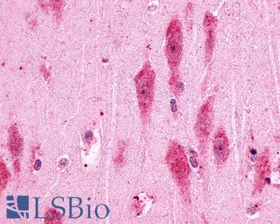 Anti-PTGER3 / EP3 antibody IHC of human brain, hippocampus. Immunohistochemistry of formalin-fixed, paraffin-embedded tissue after heat-induced antigen retrieval.