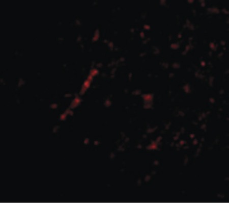 Immunofluorescence of Nhe-1 in Human Brain cells with Nhe-1 antibody at 20 ug/ml.