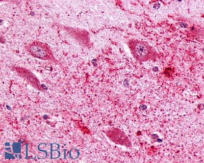 Anti-PTGER3 / EP3 antibody IHC of human brain, hippocampus. Immunohistochemistry of formalin-fixed, paraffin-embedded tissue after heat-induced antigen retrieval.