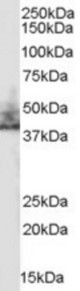 Antibody (0.3 ug/ml) staining of human kidney lysate (35 ug protein in RIPA buffer). Primary incubation was 1 hour. Detected by chemiluminescence.