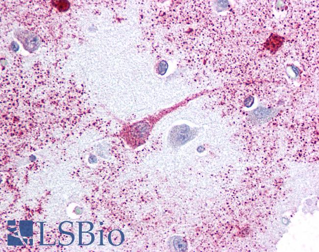Anti-PTGER3 / EP3 antibody LS-A974 IHC of human brain, cortex. Immunohistochemistry of formalin-fixed, paraffin-embedded tissue after heat-induced antigen retrieval.
