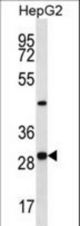 PROSC Antibody western blot of HepG2 cell line lysates (35 ug/lane). The PROSC antibody detected the PROSC protein (arrow).