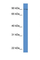 SLC9A7 antibody LS-C145240 Western blot of Mouse Spleen lysate. Antibody concentration 1 ug/ml.