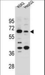 NHEDC1 Antibody western blot of K562 and HepG2 cell line lysates (35 ug/lane). The NHEDC1 antibody detected the NHEDC1 protein (arrow).