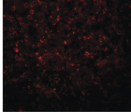Immunofluorescence of SLFN14 in mouse kidney tissue with SLFN14 antibody at 20 ug/ml.