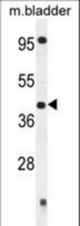 SLFNL1 Antibody western blot of mouse bladder tissue lysates (35 ug/lane). The SLFNL1 antibody detected the SLFNL1 protein (arrow).