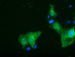 Anti-SLFNL1 mouse monoclonal antibody immunofluorescent staining of COS7 cells transiently transfected by pCMV6-ENTRY SLFNL1.