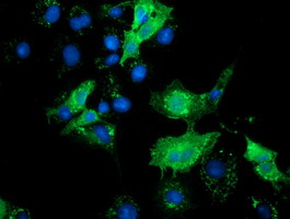 Anti-SLFNL1 mouse monoclonal antibody immunofluorescent staining of COS7 cells transiently transfected by pCMV6-ENTRY SLFNL1.