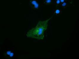 Anti-SLFNL1 mouse monoclonal antibody immunofluorescent staining of COS7 cells transiently transfected by pCMV6-ENTRY SLFNL1.