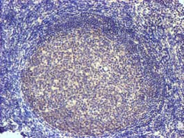 IHC of paraffin-embedded Human tonsil using anti-SLFNL1 mouse monoclonal antibody.