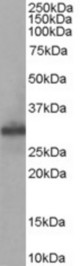 Antibody staining (0.05 ug/ml) of Human Muscle lysate (RIPA buffer, 35 ug total protein per lane). Primary incubated for 1 hour. Detected by Western blot of chemiluminescence.