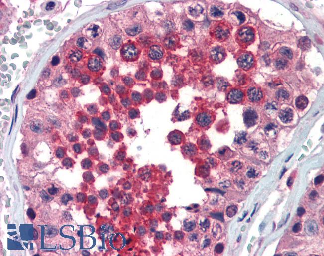 Anti-FHL1 antibody IHC of human testis. Immunohistochemistry of formalin-fixed, paraffin-embedded tissue after heat-induced antigen retrieval. Antibody LS-B3484 concentration 5 ug/ml.