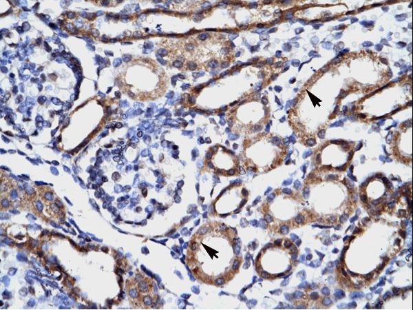 FHL1 antibody LS-C30688 was used in IHC to stain formalin-fixed, paraffin-embedded human kidney.