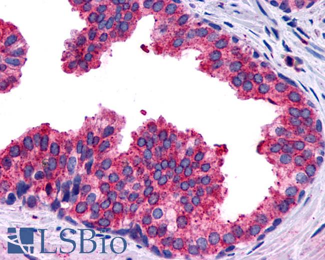 Anti-PTGER4 / EP4 antibody IHC of human prostate, benign prostatic hyperplasia. Immunohistochemistry of formalin-fixed, paraffin-embedded tissue after heat-induced antigen retrieval.