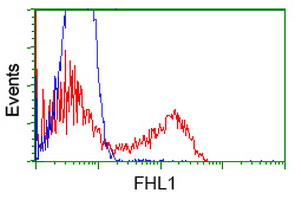 HEK293T cells transfected with either overexpress plasmid (Red) or empty vector control plasmid (Blue) were immunostained by anti-FHL1 antibody, and then analyzed by flow cytometry.