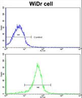 Flow cytometric of widr cells using FHL1 Antibody (bottom histogram) compared to a negative control cell (top histogram). FITC-conjugated goat-anti-rabbit secondary antibodies were used for the analysis.