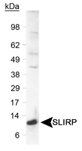 Detection of SLIRP protein in a human liver lysate. Primary was used at 0.6 ug/ml.