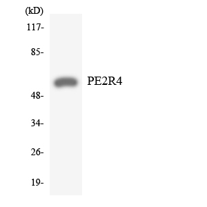 Western blot of the lysates from HeLa cells using PE2R4 antibody.