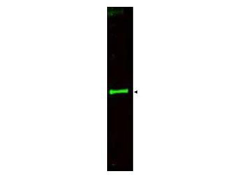 Anti-SLIT-3 Antibody - Western Blot. Western blot of Affinity Purified anti-SLIT-3 antibody shows detection of a predominant band at ~145 kD corresponding to SLIT-3 (arrowhead) in a bovine thyroid whole cell lysate using the 800 nm channel (green). ~35 ug of lysate was separated on a 4-8% Tricine gel by SDS-PAGE and transferred onto nitrocellulose. After blocking the membrane was probed with the primary antibody diluted to 1:800. Incubation was for 2 h at room temperature followed by washes and reaction with a 1:10000 dilution of IRDye800 conjugated Gt-a-Rabbit IgG [H&L] MXHu ( for 45 min at room temperature. Molecular weight markers were used for size comparison using the 700 nm channel (not shown). IRDye800 fluorescence image was captured using the Odyssey Infrared Imaging System developed by LI-COR. IRDye is a trademark of LI-COR, Inc. Other detection systems will yield similar results.