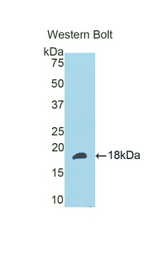 Western blot of recombinant SLIT3.