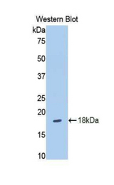 Western blot of recombinant SLIT3.