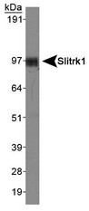 Western Blot: Slitrk1 Antibody - Analysis of Slitrk1 in human brain lysate.