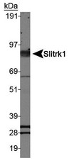 Western Blot: Slitrk1 Antibody - Analysis of Slitrk1 in mouse brain lysate.