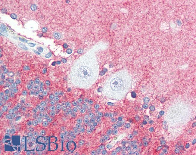 Anti-SLITRK2 antibody IHC of human brain, cerebellum. Immunohistochemistry of formalin-fixed, paraffin-embedded tissue after heat-induced antigen retrieval. Antibody LS-B3218 concentration 5 ug/ml.