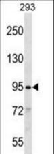 SLITRK2 Antibody western blot of 293 cell line lysates (35 ug/lane). The SLITRK2 antibody detected the SLITRK2 protein (arrow).