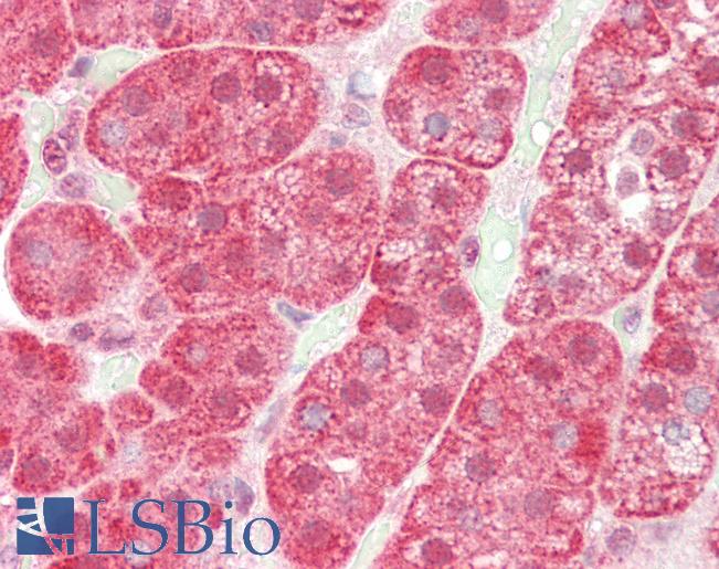Anti-SLITRK4 antibody IHC of human adrenal. Immunohistochemistry of formalin-fixed, paraffin-embedded tissue after heat-induced antigen retrieval. Antibody LS-B3219 concentration 5 ug/ml.
