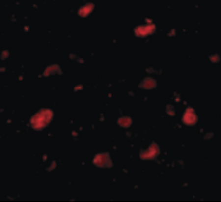 Immunofluorescence of Slitrk5 in Human Brain cells with Slitrk5 antibody at 5 ug/ml.