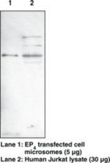Western blot of PTGER4 / EP4 antibody LS-B6947.