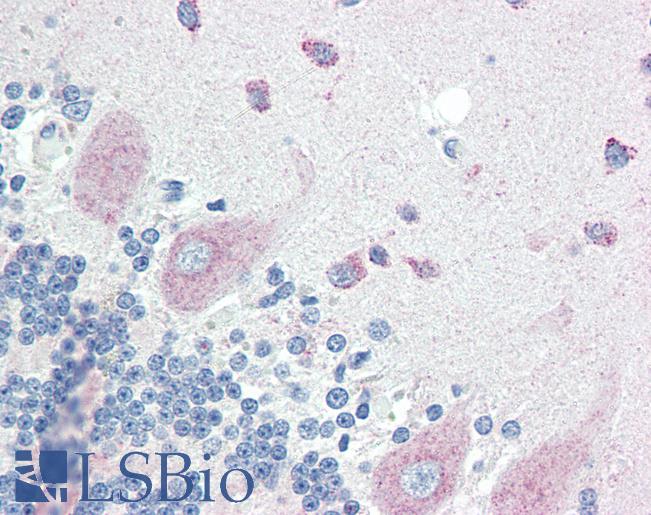 Anti-SLITRK6 antibody IHC of human brain, cerebellum. Immunohistochemistry of formalin-fixed, paraffin-embedded tissue after heat-induced antigen retrieval. Antibody LS-B3220 concentration 10 ug/ml.