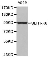Western blot analysis of extracts of A549 cell line, using SLITRK6 antibody.