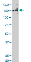SLK monoclonal antibody (M01), clone 3E9 Western blot of SLK expression in HeLa NE.
