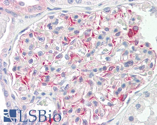 Anti-SLK antibody IHC of human kidney. Immunohistochemistry of formalin-fixed, paraffin-embedded tissue after heat-induced antigen retrieval. Antibody LS-B8528 dilution 5 ug/ml.