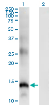 Western Blot analysis of SLPI expression in transfected 293T cell line by SLPI monoclonal antibody (M01), clone 3C6.Lane 1: SLPI transfected lysate (Predicted MW: 14.52 KDa).Lane 2: Non-transfected lysate.