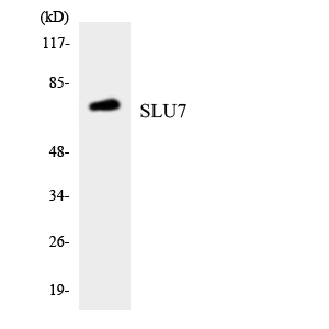 Western blot of the lysates from HepG2 cells using SLU7 antibody.