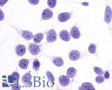 Anti-PTGER4 / EP4 antibody LS-A3898 immunocytochemistry (ICC) staining of untransfected HEK293 human embryonic kidney cells.